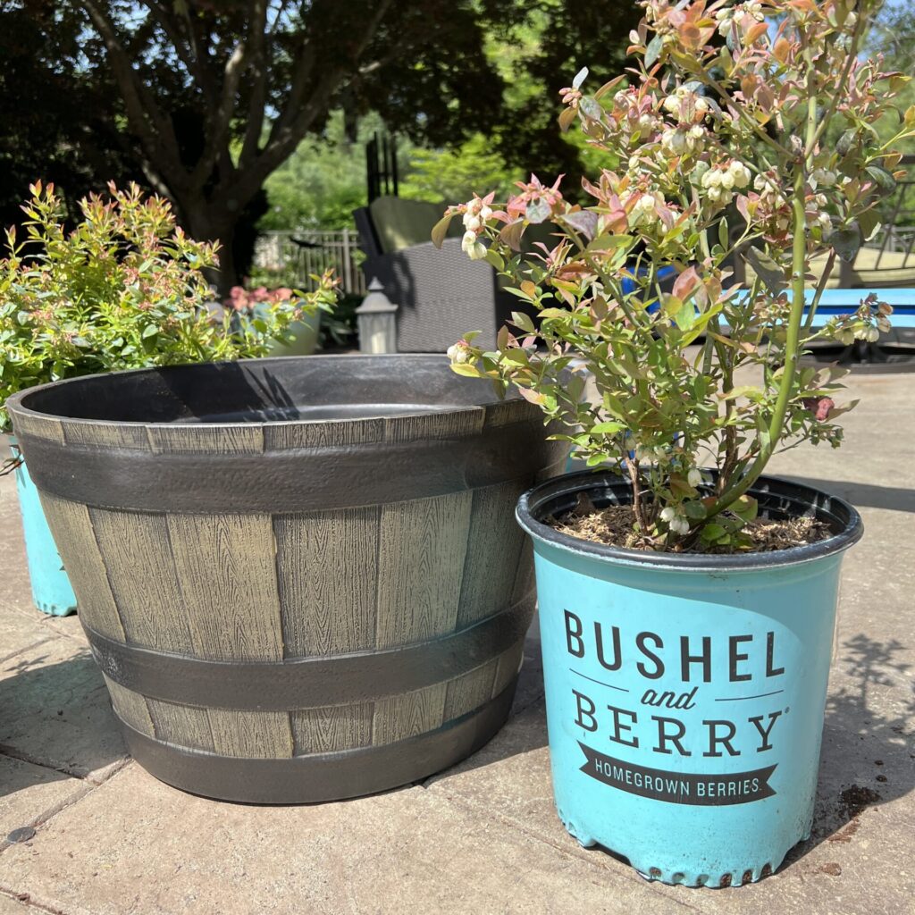 Blueberry plant by Bushel and Berry