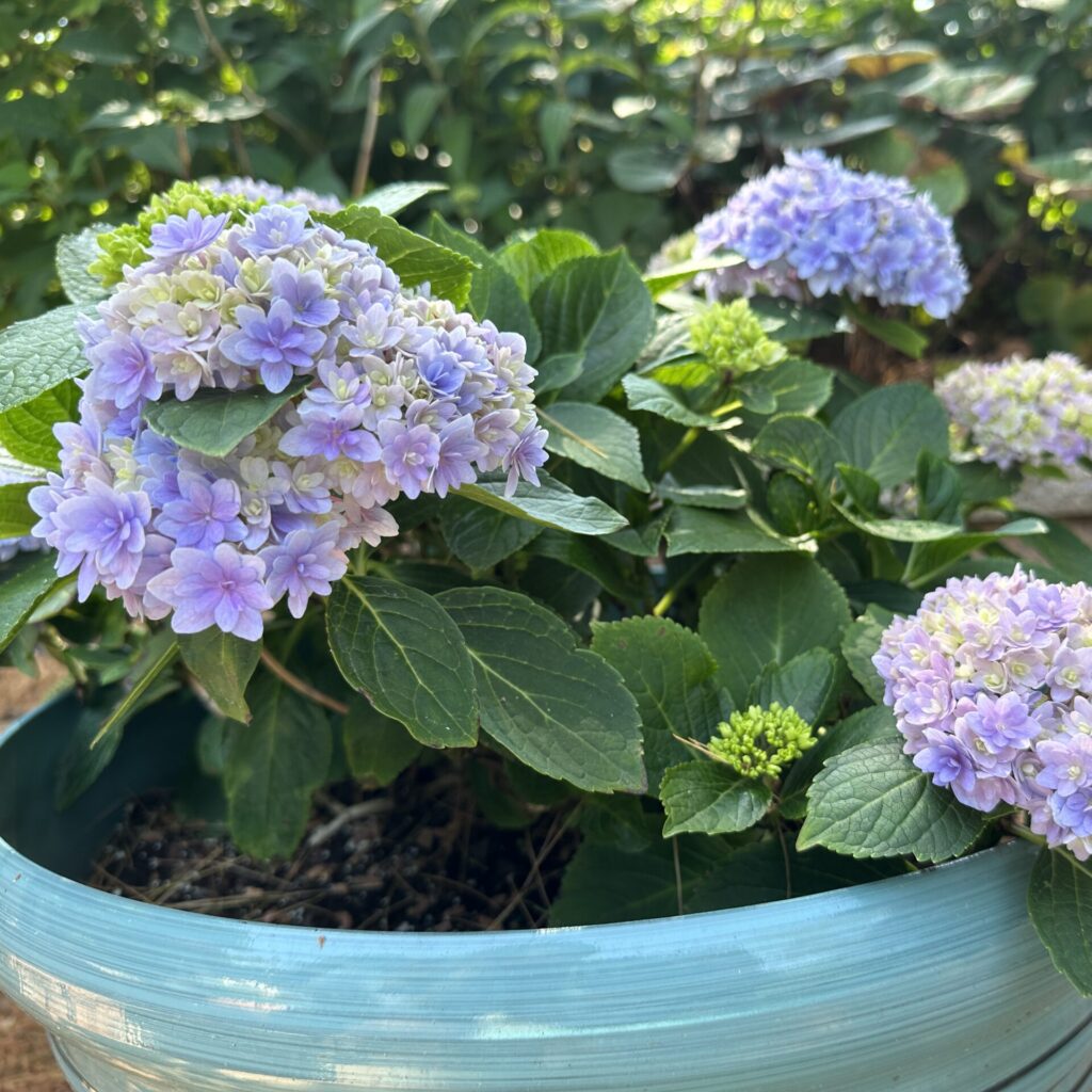 DOUBLE DOWN HYDRANGEA BLOOMING IN CONTAINER
