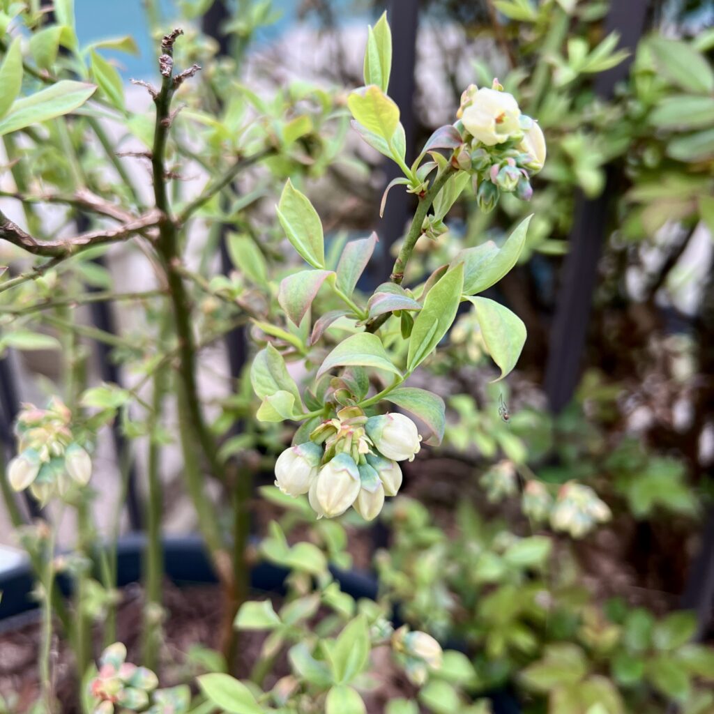 blueberry blooms