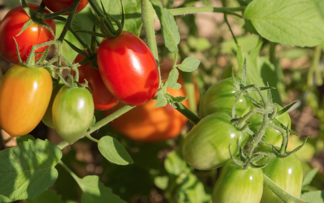 Tasty Ways To Use Your Summer Tomatoes