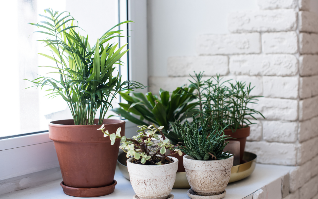 Popular Houseplants and How to Care for Them