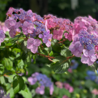 My 10 Helpful Tips for Hydrangea Care