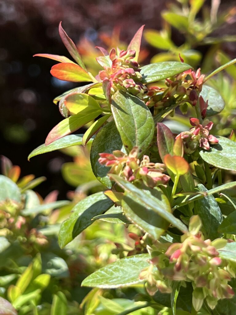 sapphire cascade blueberry clusters waiting to bloom
