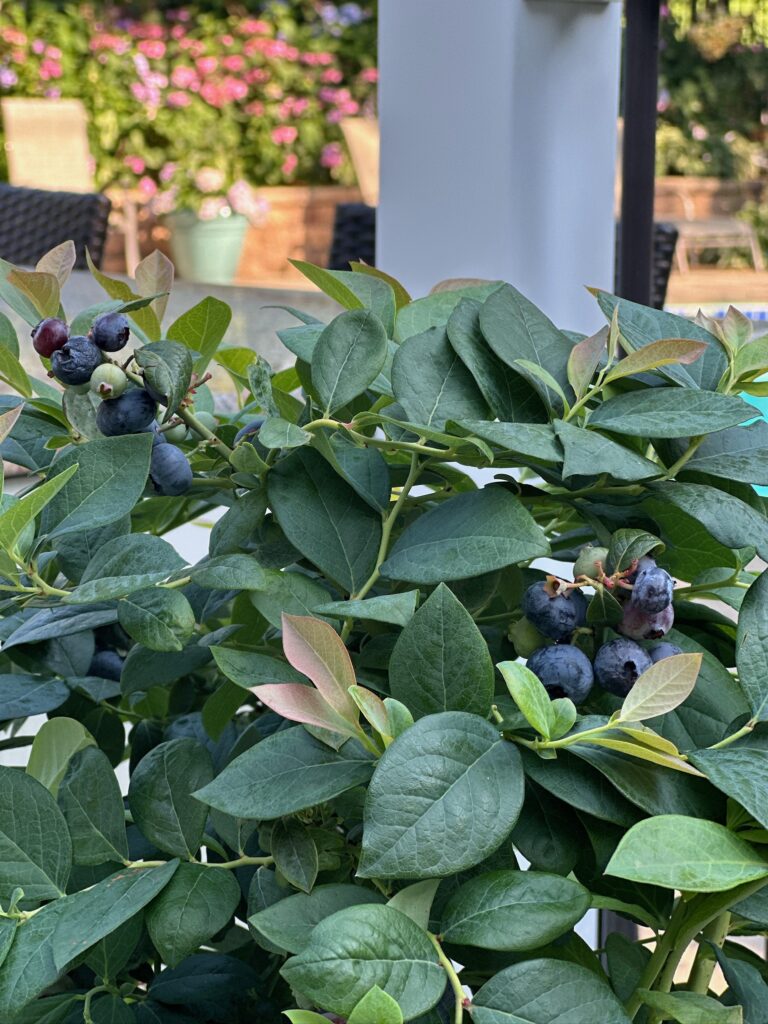 blueberries from Bushel and Berry 