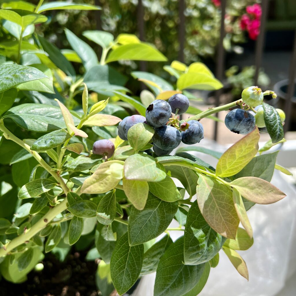 blueberries from bushel and berry on a patio