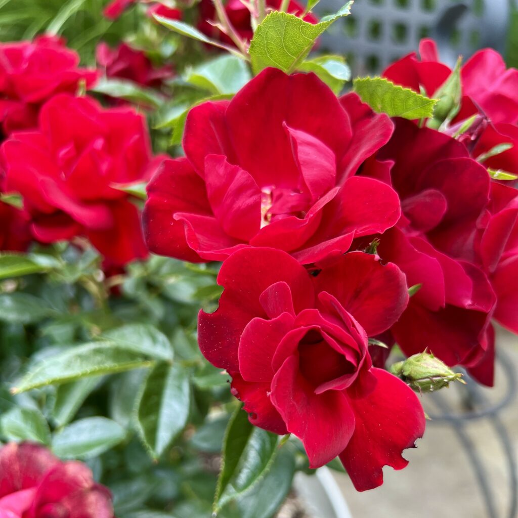red roses in container