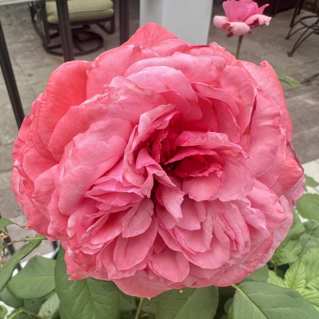 Loves Me Loves Me Not Rose by Bloomables