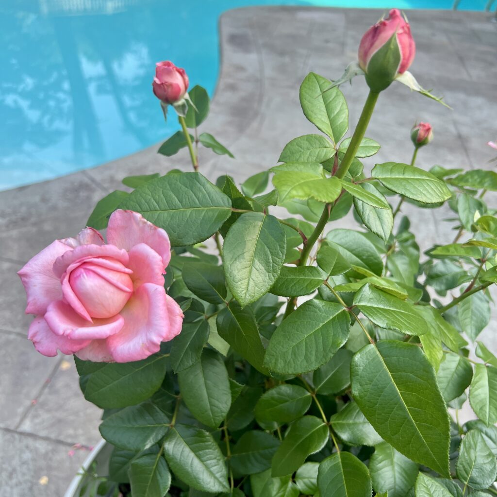 martha stewart rose in a container