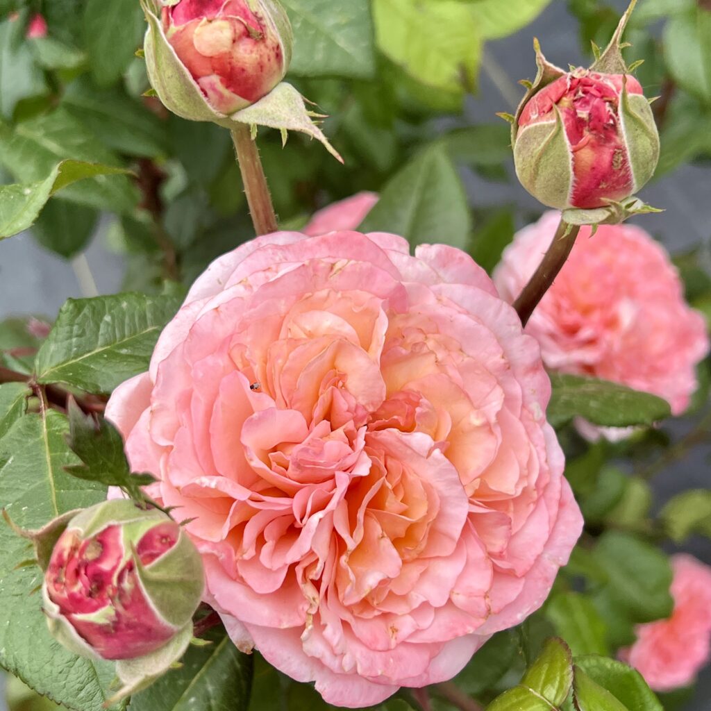 The Martha Stewart Rose in bloom