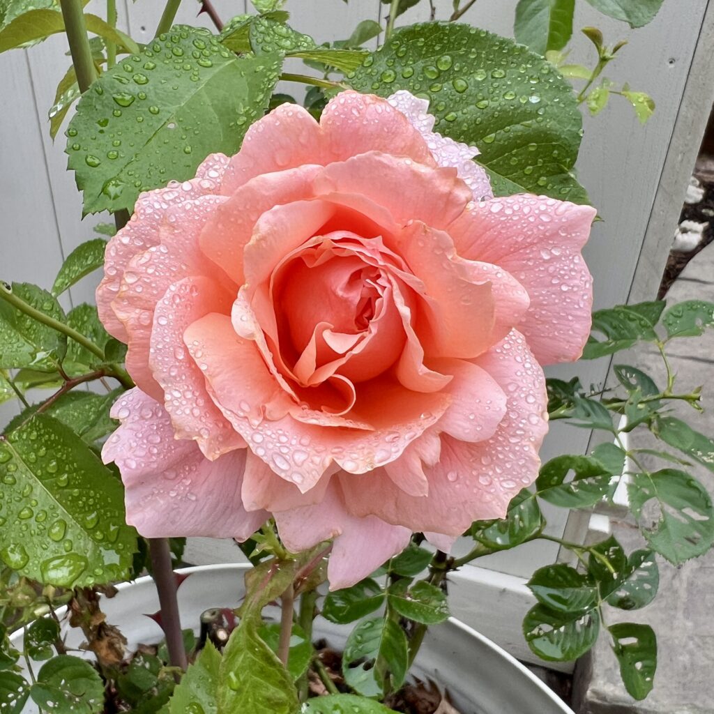 martha stewart rose with raindrops