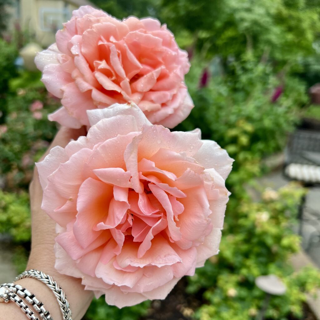 2 blooms of the Martha Stewart Rose